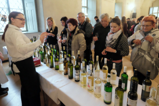 Svatomartinské provoní Kutnou Horu!