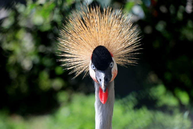 Zoo Plzeň – 90 let pro vás - prodlouženo