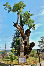 Svatováclavský dub