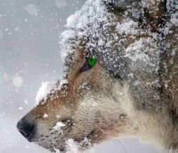 Farmáři nebo vlci?