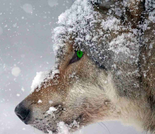 Farmáři nebo vlci?