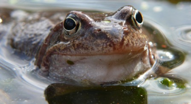 Světový den mokřadů