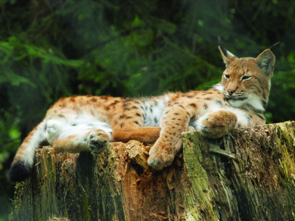 Bavorský les – Zoo Lohberg
