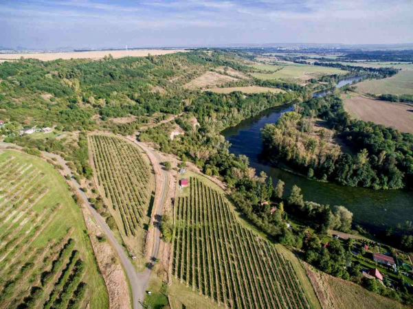 Probouzení vinic ve Stranné