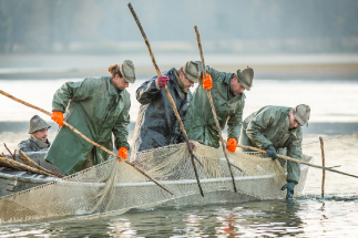 Jižní Čechy vás zvou na tradiční výlovy a gastronomické akce