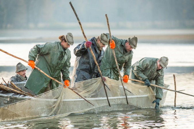 Jižní Čechy vás zvou na tradiční výlovy a gastronomické akce