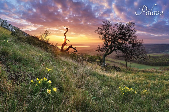 Pohlednice PÁLAVA bodovala