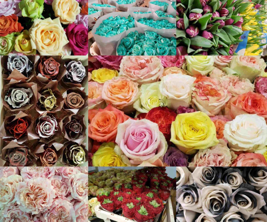 Florea v Karolinu 2019