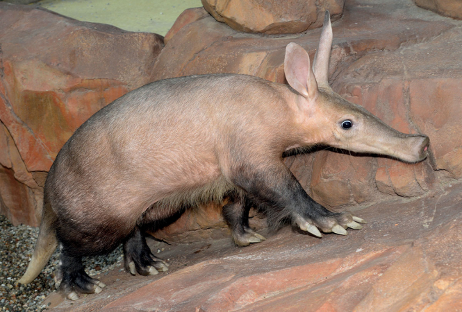 Navštívte zoo v Olomouci