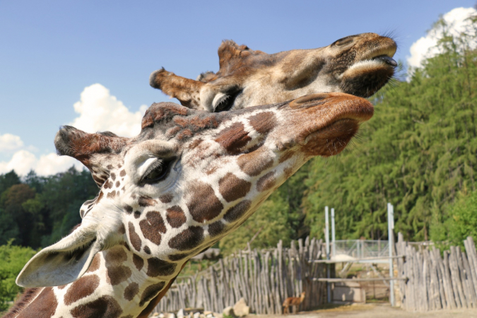 Wir laden Sie zum Besuch des Zoos Jihlava ein