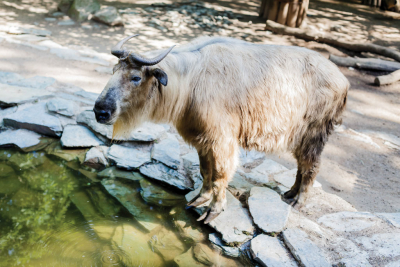 Zoo Liberec