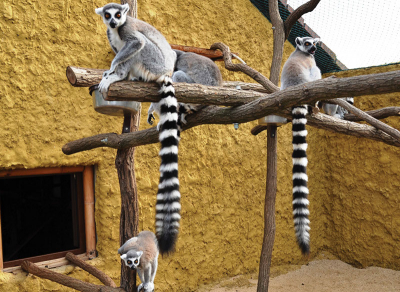 Lemuří expozice v ZOOPARKu Vyškov