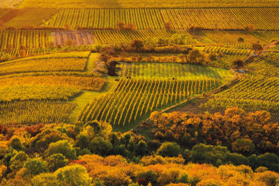 Zlaté vinice pod Pálavou