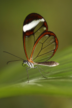Vzneste se na křídlech křehké krásy ve skleníku Fata Morgana
