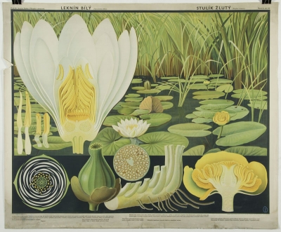 Školní didaktický obraz: Leknín bílý, stulík žlutý, prof. Dr. Gustav Daněk, O. Zejbrlík: Příroda v obrazech – Řada A. obr. 83, 1938