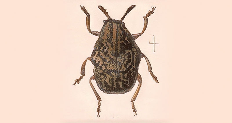 Holořitník zoufalý, jak ho zachytil v roce 1892   vášnivý entomolog Otakar Březina