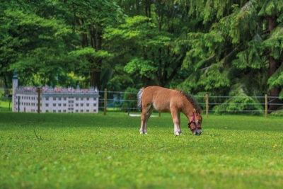 Park Boheminium a mini kůň