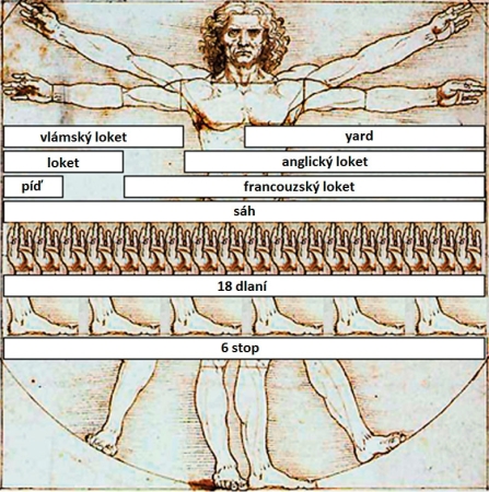 Da Vinciho Vitruvius, ukázka růzností loktu