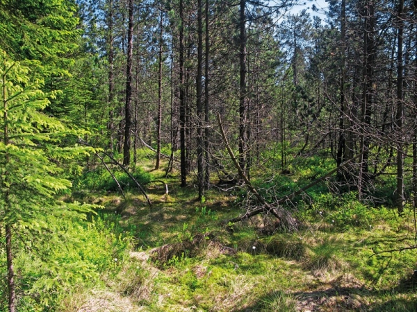 Lesní partie rašeliniště Podkovák