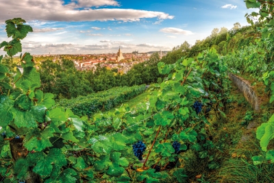 Vinice Baba – jediná pražská biovinice