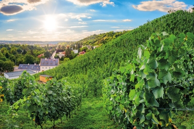 Zilvarovy vinice na území bývalé Popelářky v Troji