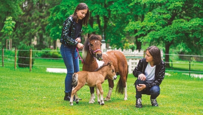 Miniature Horse v parku Boheminium