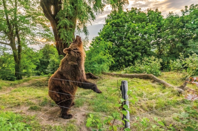 Medvědice v zahradě Kladenského zámku