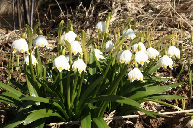 Bledule – posel jara v Orlických horách