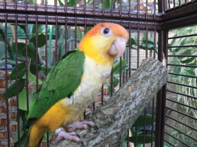 Papouščí zoologická  zahrada Bošovice