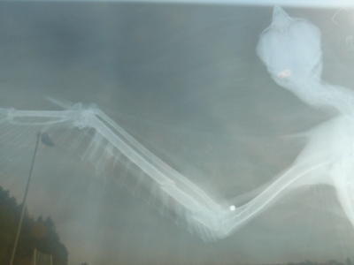 Rentgenový snímek křídla