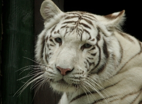 Mláďata bílých tygrů