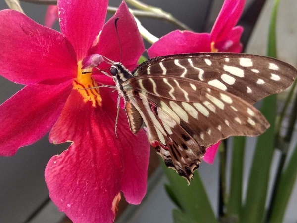 Motýlí krása