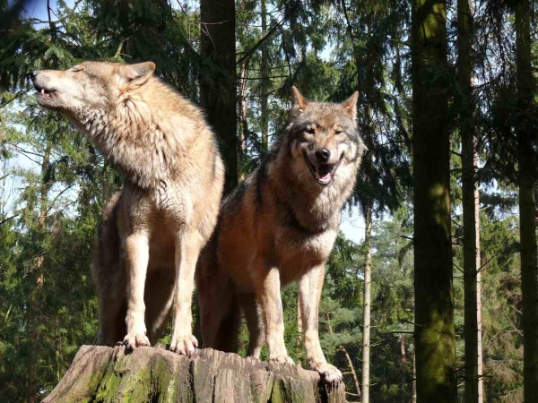 Chceme v české přírodě vlky, zubry, rysy?