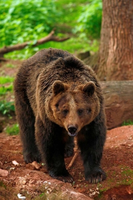 Medvěd hnědý – Míša