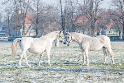 Krajina pro chov a výcvik ceremoniálních koní v Kladrubech nad Labem