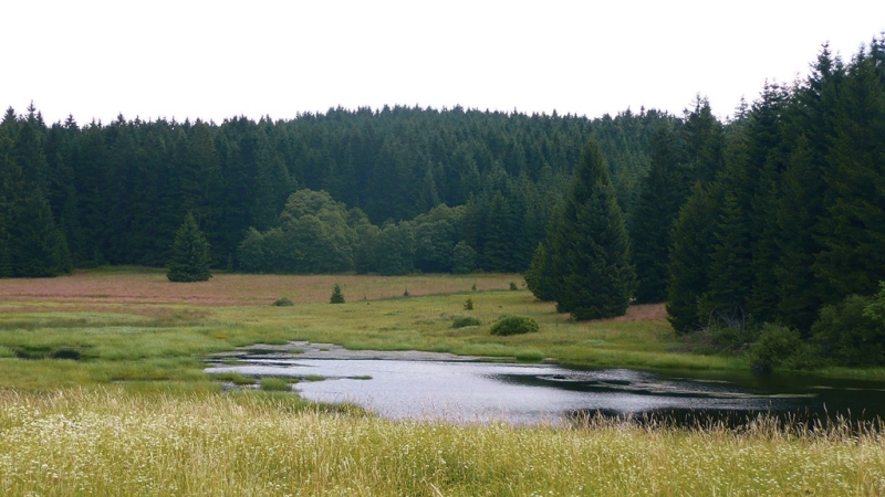Lesní porosty Českého lesa,  © Wikimedia Commons, autor: Jan Geier
