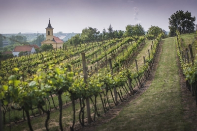 Pohled z vinice ve Stranné