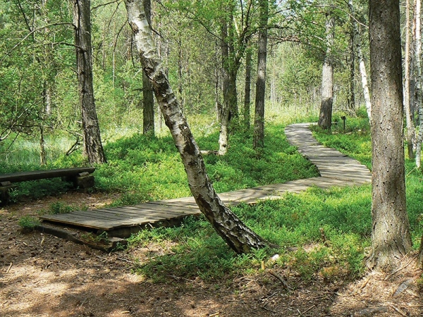 Borkovická rašeliniště, povalový chodník